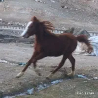 اسب نژاد دار