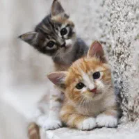 واگذاری بچه گربه نانازی