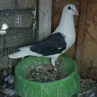 معاوضه با پلاکی جان اردن و‌گرافت (بافق)|پرنده|یزد, |دیوار