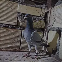 سه تا نر پرشی