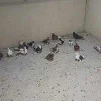 تعدادی کفتر ۲۵ تا