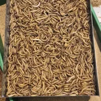 کرم سوپر ورم