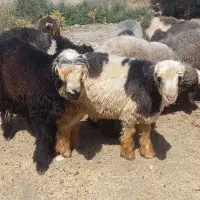 فروش بره نر چاق درجه یک
