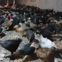 جوجه مرغ و خروس محلی تمام پاسیاه|حیوانات مزرعه|شیراز, رکنآباد|دیوار