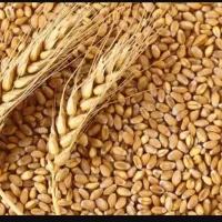 فروش گندم