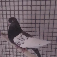 ماده سینه سرکه ای هل ذات قدیم