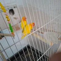 کوتوله برزیلی