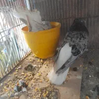 حتما اگهی و بخون بعد زنگ بزن