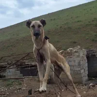 واگذاری سگ سرابی خالص طوله ۹ماهه|سگ|گرمی, |دیوار