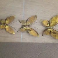 پروانه برنزی