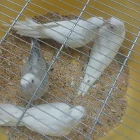 عروس هلندی آلبینو نرم خور سرلاکی ۴۰روزه