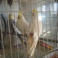 عروس هلندی|پرنده|بن, |دیوار