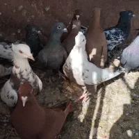 بهبهانی تخمی