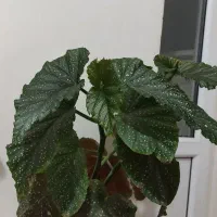 گل بگونیا خالدار|گل و گیاه طبیعی|زنجان, |دیوار