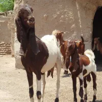 بزهای نیدی و پاکستانی