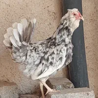 مرغ و خروس