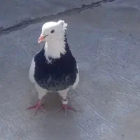 کفتر زردی طوقی