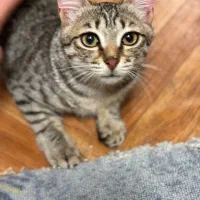 واگذاری گربه تبی