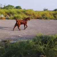 بگ عدد بز نر با ماده معامله مگنم