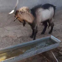 بزغاله نر یکساله|حیوانات مزرعه|ورزنه, |دیوار