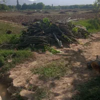 خریدار چوب|خدمات باغبانی و درختکاری|بجنورد, |دیوار