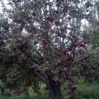 سیب صادراتی