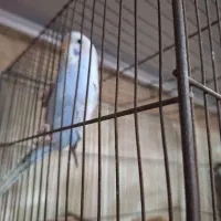 مرغ عشق|پرنده|هشتگرد, شهرک راه آهن|دیوار