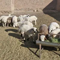 بره نر وپیش