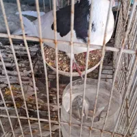 یال الماسی نر|پرنده|شیراز, پودنک|دیوار