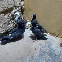کفتر|پرنده|سراوان, |دیوار
