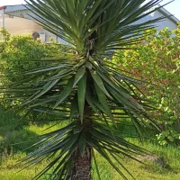 ۵ هکتار زمین مسکونی