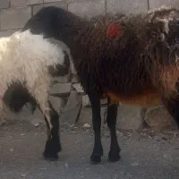 دو عدد میش