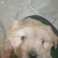 سگ آپارتمانی سگ خونگی|سگ|پاکدشت, پاکدشت (مامازند)|دیوار