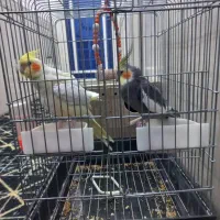 یک جفت عروس پاریس