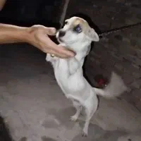 سگ پاکوتاه سالم تمیز  باهوش