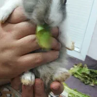 خرگوش زیبا|موش و خرگوش|سبزوار, توحیدشهر|دیوار