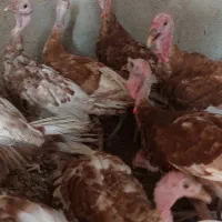 بوقلمون بوربون