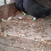 فروش کبوتر تزئینی|پرنده|قائم‌شهر, |دیوار