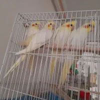 عروس هلندی