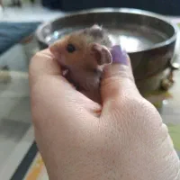 همستر دستی و بانمک