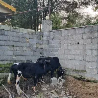 ورزاکوله صحرایی ۲عدد|حیوانات مزرعه|احمدسرگوراب, |دیوار