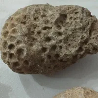 فروش سنگ فسیل|کلکسیون اشیاء عتیقه|تکاب, |دیوار