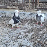 کبوتر طوقی کله ای سینه ای|پرنده|شهرضا, |دیوار