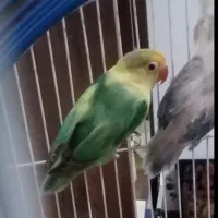 کوتوله گمشده