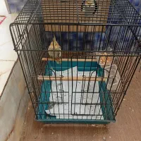 عروس هلندی نر وماده اماده جفت گیری