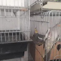 دو جفت عروس هلندی با قفس نو|پرنده|شیراز, سعدیه شمالی|دیوار