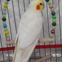 عروس هلندی سخن گو