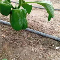 فلفل دلمه شیرین