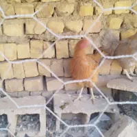 مرغ  بومی تخم گذار|حیوانات مزرعه|خمینی‌شهر, |دیوار