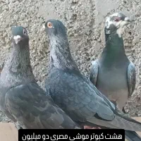 کبوتر موشی|پرنده|خورموج, |دیوار